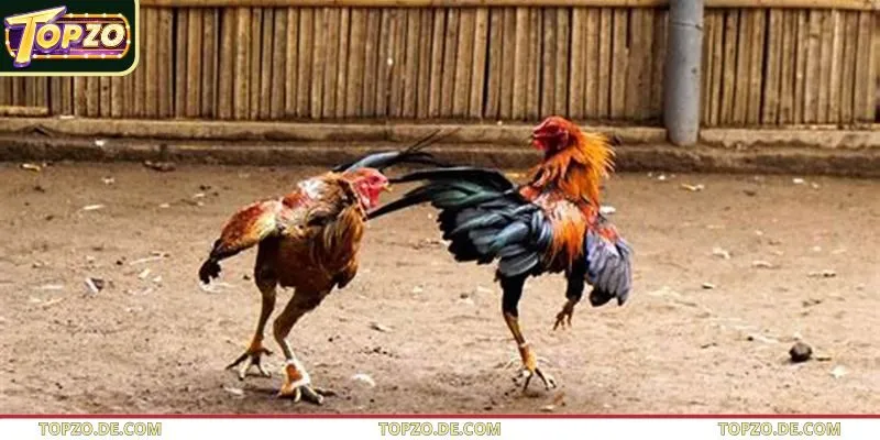 Giới thiệu về bộ môn đá gà thomo là gì